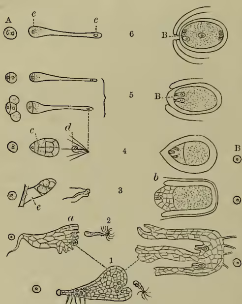 Figure 1: Diagrams illustrating the evolution of plant reproduction. 1. Hermaphrodite Fern Prothallus (a) and male (b) Prothalli of Equisetum. 2. Sexual reductions of the sexual prothalli in 3, Salvinia. 4, Isoetes, 5, Cycad and Conifer, and 6, many Angiosperms. A, microspores or pollen-grains; c, male pronucleus; d, spermatozoid; e, male prothallus. B, macrospores.