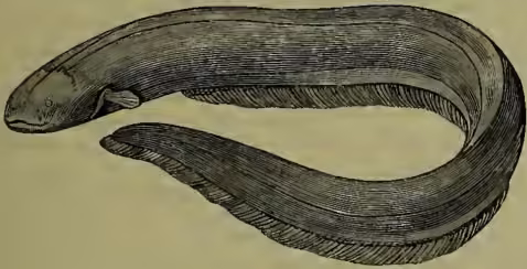 A detailed black and white illustration of an Electric Eel (Gymnotus electricus), shown in a curved, elongated form with visible scales and fins.