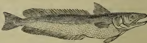 A detailed illustration of a Common Hake (Merluccius vulgaris), showing its elongated body, two dorsal fins, a long anal fin, and a flattened head with a pointed snout.