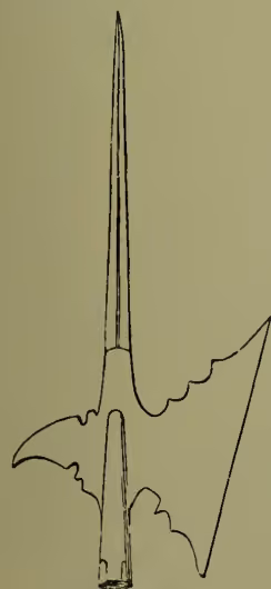 A line drawing of an ancient Halbert-head, which is a long, thin, pointed wooden shaft with a hook or pick-like structure at the top and a sharp pike-head at the bottom.
