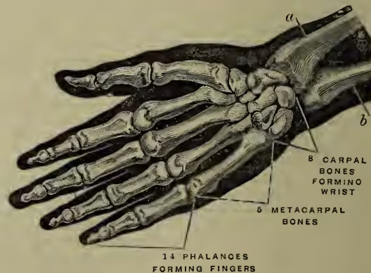 Anatomical diagram of the front view of the bones of the right hand. The diagram shows the carpal bones of the wrist, the metacarpal bones of the palm, and the phalanges of the fingers. Labels 'a' and 'b' point to the radius and ulna bones of the forearm, respectively. A label '8 CARPAL BONES FORMING WRIST' points to the wrist area, and '5 METACARPAL BONES' points to the palm area. A label '14 PHALANCOES FORMING FINGERS' points to the fingers.