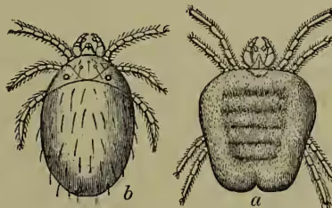 Two detailed scientific illustrations of the harvest-bug. Figure 'a' shows the female Trombidium holosericeum, which is oval-shaped with a rounded abdomen and a small, pointed head. Figure 'b' shows the larva, which is more rounded and has a more prominent head with several long, jointed legs extending from it. Both figures are labeled with lowercase letters 'a' and 'b' at the bottom.