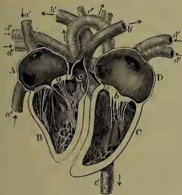 Diagram of a human heart, halved and laid open to show internal structures. The diagram is labeled with letters A, B, C, D, a, a', b, b', c, c', d, d', e, e'. A, B, C, D represent the four chambers: A (right atrium), B (right ventricle), C (left atrium), and D (left ventricle). a, a' represent the tricuspid valve between A and B. b, b' represent the mitral valve between B and C. c, c' represent the pulmonary artery and vein. d, d' represent the aorta and pulmonary veins. e, e' represent the inferior and superior venae cavae entering the heart. Arrows indicate the direction of blood flow into the heart.