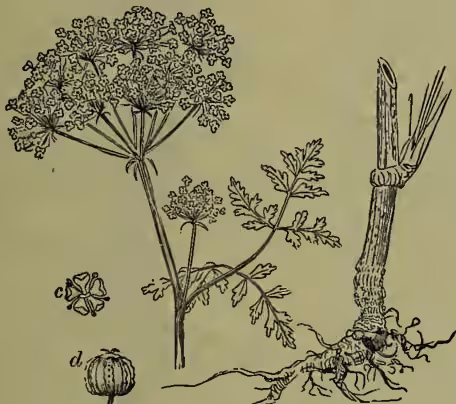 Botanical illustration of Common Hemlock (Conium maculatum). The main drawing shows the plant with its characteristic compound umbel of small flowers and a root system. To the left, there are two smaller drawings: 'c' shows a single flower, and 'd' shows a seed.