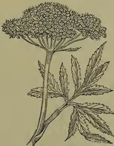 Botanical illustration of Water Hemlock (Cicuta virosa). The drawing shows the plant with its characteristic large, multi-rayed umbel of small flowers and a root system.