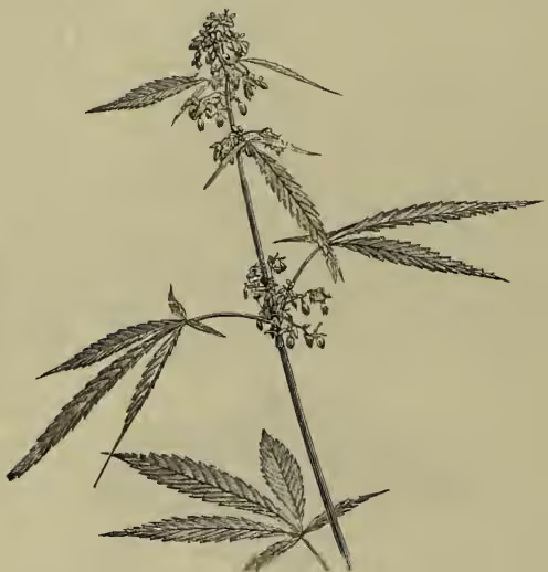 A detailed botanical illustration of a male hemp plant (Cannabis sativa). The plant features a central, upright stem with several large, deeply lobed leaves that have serrated edges. At the top of the stem, there is a terminal spike of small, yellowish-green flowers. The leaves are shown in various stages of growth, with some at the base and others branching off the main stem.