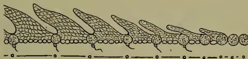 Diagram illustrating the relation between reproductive cells and the body. It shows a horizontal chain of cells. The first part of the chain is dotted, representing a succession of Protozoa. Further on, the chain becomes undotted, representing the ova. At each generation, a spermatozoon is shown fertilising a liberated ovum.
