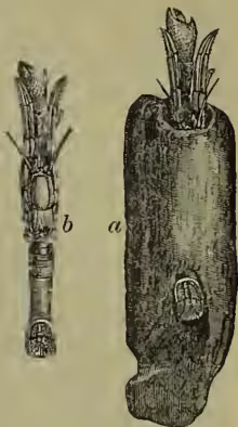 Two illustrations of Xylopagurus rectus: (a) inside a shell and (b) free.