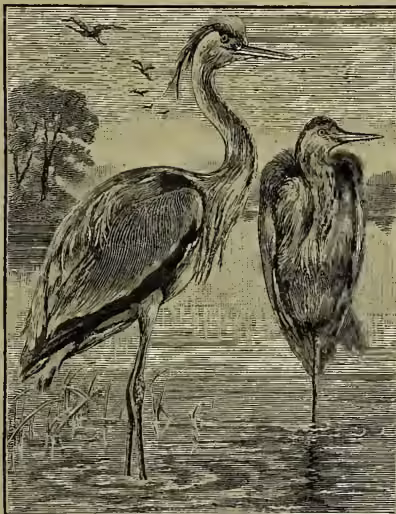 A detailed black and white illustration of two Common Herons (Ardea cinerea) standing in a body of water. The heron on the left is taller, with its long neck stretched upwards and its head turned slightly to the right. The heron on the right is shorter and more compact, facing towards the right. Both birds have long, thin legs and long, pointed bills. The background shows a simple landscape with a few trees and a distant shoreline.
