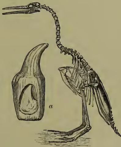 A detailed scientific illustration of the skeleton of Hesperornis regalis. The skeleton is shown in profile, facing left, with its long neck extended and its head turned slightly. The skull is large and robust, with a prominent beak. Below the main skeleton, there is a magnified view of a single tooth, labeled 'a', showing its structure and the germ of a second tooth. The illustration is rendered in a fine-line, engraved style.