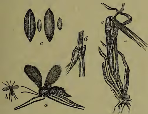 Illustrations of the Hessian Fly (Cecidomyia destructor). (a) shows the adult fly in magnified and natural size. (b) shows the pupa cases, referred to as 'flax-seeds', in different stages. (c) shows the pupa cases in situ on a plant. (d) shows a barley stem with the fly. (e) shows a stem elbowed down, likely due to the fly's feeding.