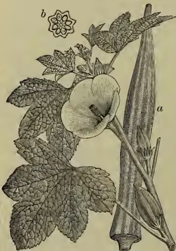 Botanical illustration of Hibiscus esculentus. It shows a flowering branch with large, deeply lobed leaves and a single large, funnel-shaped flower. A long, cylindrical, ribbed seed pod (capsule) is shown separately. A small circular inset labeled 'b' shows a cross-section of the pod, revealing a central cavity. Labels 'a' and 'b' are present.