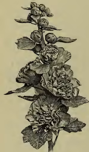 A detailed botanical illustration of a hollyhock plant (Althaea rosea). The drawing shows a central, upright stem with several large, heart-shaped leaves that have serrated edges. At the top of the stem, there are clusters of flowers, some in full bloom and others as buds. The flowers have five petals and prominent stamens. The illustration is rendered in a fine-line, engraved style.