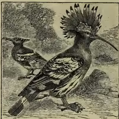 An engraving of a Common Hoopoe (Upupa epops) standing on the ground. The bird has a long, straight, slightly decurved bill, a prominent crest of feathers on its head, and a patterned plumage with dark and light feathers. It is shown in profile, facing right.
