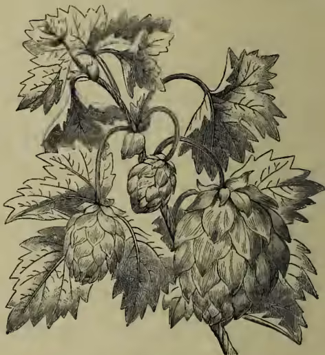 An engraving of a hop plant (Humulus lupulus). It shows a woody stem with several large, deeply lobed leaves. At the top of the stem, there are several hop cones (strobiles), which are cone-shaped and covered in small, pointed scales. The plant is shown in a natural, somewhat tangled growth habit.