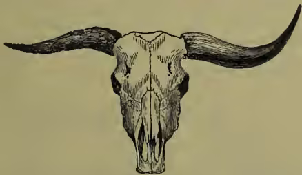 A detailed black and white illustration of an ox skull from a front view. The skull is shown with its horns, which are long, curved, and have a textured, segmented appearance. The right horn is detached from the skull, showing its internal structure and the bony core.