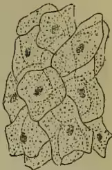 A microscopic illustration showing the cellular structure of horn. It depicts several overlapping, polygonal cells with distinct nuclei, arranged in a somewhat regular pattern. The cells have a textured, granular appearance.