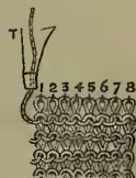Fig. 6. An enlarged plan of five rows of loops, showing triangular dots numbered 1 through 8 representing needles. A thread carrier (T) is shown at the start of the last row.