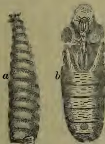 Figure 1: Two drawings of house-fly larvae. Drawing 'a' shows a segmented larva with breathing pores at the tail. Drawing 'b' shows a young fly emerging from its pupal sheath.
