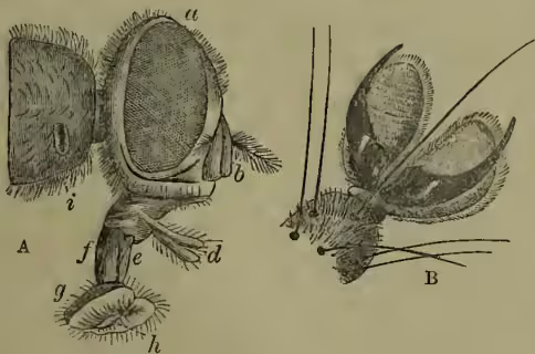 Figure 2: Detailed anatomical drawings of a house-fly. Drawing 'A' shows the head with labels for the compound eye (a), antenna (b), maxillary palps (c), proboscis (d, e, f), and thorax (g, h). Drawing 'B' shows a highly magnified end of a fly's foot with terminal claws and adhesive pads.