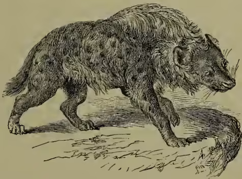 A detailed black and white illustration of a Spotted Hyæna (Hyæna crocuta) in profile, facing right. The animal has a thick, shaggy coat with dark spots, a long tail, and a powerful build. It is standing on a patch of ground with some sparse vegetation.