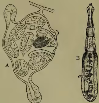 Two scientific illustrations of Echinococcus. Illustration A shows a cross-section of a brood-capsule containing several developing heads. Illustration B shows a long, slender adult tapeworm with a head and a tail.