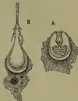 Fig. 2. A, a thread-cell with the thread not everted; highly magnified. B, a thread-cell, after the evagination of its contents; highly magnified. The filament, if completed on the scale of the drawing, would have a length of 12 inches. (After Gibson.)