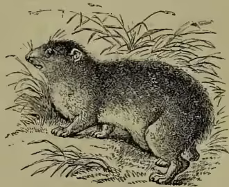 A detailed black and white illustration of a Hyrax syriacus, a small rodent-like animal with a large head, small ears, and a short tail, standing on a patch of grass.
