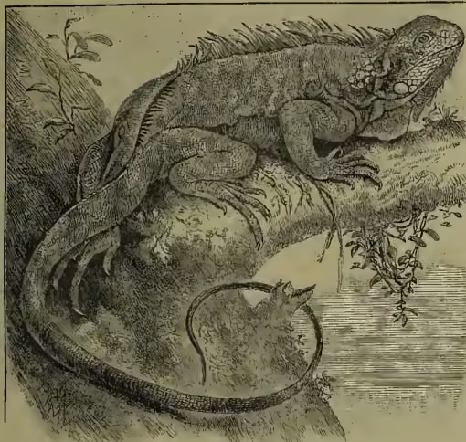 A detailed black and white illustration of a Common Iguana (Iguana tuberculatus) in its natural habitat. The iguana is shown in profile, facing right, with its long tail curled around a branch. It has a scaly, textured skin and a prominent crest of spines along its back and tail. The background shows some foliage and a hint of a stream or water.