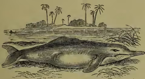 Illustration of a whale, labeled 'Inia', swimming in the ocean with palm trees on the shore in the background.