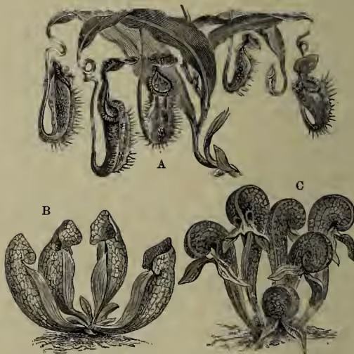 Figure 2: Illustrations of three pitcher plants. A: Nepenthes Phyllamphora, showing a pitcher with a long, pointed lid and a narrow neck. B: Sarracenia purpurea, showing a pitcher with a broad, rounded lid and a wide mouth. C: Darlingtonia californica, showing a pitcher with a very long, pointed lid and a narrow neck, similar to Nepenthes but with a different shape.
