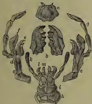 Figure 2: Mouth parts of Cockroach. A detailed anatomical drawing showing the labrum (a), mandibles (b), maxillary palps (c, d, e, f), sub-mentum (h), labial palps (i, k), and the last two palps forming the ligula (l, m).