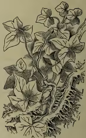 A detailed botanical illustration of the Common Ivy (Hedera helix). The drawing shows a thick, woody stem with several large, heart-shaped leaves that have five distinct lobes. The leaves are shown in various stages of growth, some fully expanded and others partially unfurling. The stem is shown creeping and climbing, with several aerial rootlets extending downwards from the base and sides. The illustration is rendered in a fine-line, engraved style typical of 19th-century botanical texts.