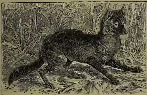 A detailed black and white illustration of a Common Jackal (Canis aureus) in profile, facing right. The jackal has a dark, mottled coat with lighter patches on its chest and underbelly. It is shown in a naturalistic setting with tall grass and some rocks in the foreground.