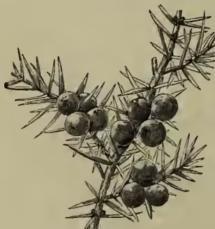 Figure 2: A botanical illustration of a branch of Juniperus communis, showing small, round, dark berries (fruits) attached to the branch.