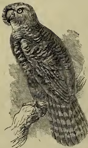 A detailed black and white illustration of a Kakapo (Strigops habroptilus), a flightless parrot. The bird is shown in profile, facing left, with its long, dark, mottled feathers and a prominent crest. It is perched on a gnarled, leafless branch.