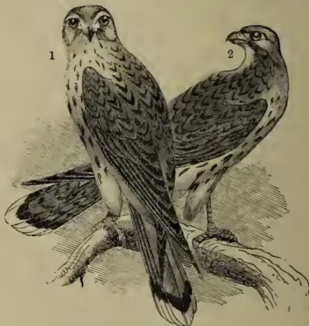 A detailed black and white illustration of two Kestrels (Falco tinnunculus) perched on a branch. The bird on the left, labeled '1', is the male, shown in profile facing left. The bird on the right, labeled '2', is the female, shown in profile facing right. Both birds have mottled plumage on their backs and wings, and a lighter-colored breast and belly. The illustration is signed 'W. H. H. 1857' at the bottom right.