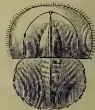A scientific illustration of a young King-crab, just hatched, shown from a dorsal perspective. The crab has a large, segmented carapace with a prominent central spine and several pairs of legs.