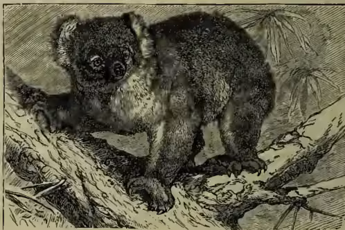 A detailed black and white illustration of a koala (Phascolarctus cinereus) standing on a rocky outcrop. The koala has thick, dark fur and a long, bushy tail. It is shown in profile, facing left, with its head slightly turned towards the viewer. The background is a simple, textured landscape with some foliage.