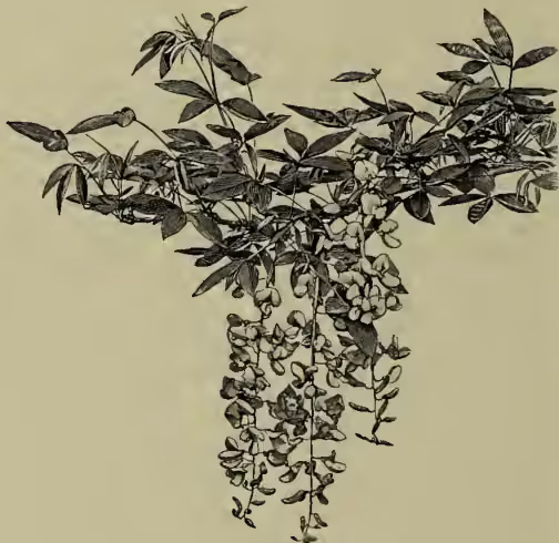 A detailed botanical illustration of a Laburnum (Cytisus alpinus) plant. It shows a woody stem with several branches. The leaves are small, ovate, and arranged in opposite pairs along the stem. At the end of the branches, there are long, drooping racemes of small, yellow flowers.
