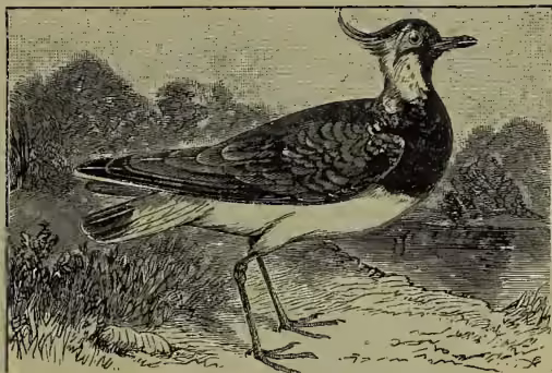A detailed black and white illustration of a Lapwing (Vanellus vulgaris) standing on a grassy bank. The bird has a distinctive crest of feathers on its head, a long pointed beak, and long legs. Its plumage is dark on the back and wings, with a lighter, barred pattern on the breast and belly. The background shows a simple landscape with trees and a body of water.
