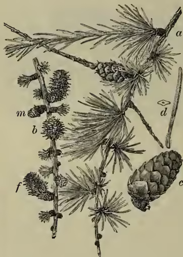 Botanical illustration of the Common Larch (Larix europaea). The drawing shows several parts of the tree: (a) a twig with shoots, (b) a twig with male flowers, (c) a mature cone, (d) a needle with section, and (f) a twig with female flowers.