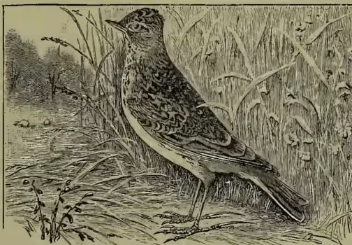 A detailed black and white illustration of a Lark (Alauda arvensis) standing in a field of tall grass and reeds. The bird is shown in profile, facing left, with its head slightly turned towards the viewer. It has a speckled pattern on its back and wings, a plain breast, and a long, straight bill. Its legs are long and thin, ending in a small claw.