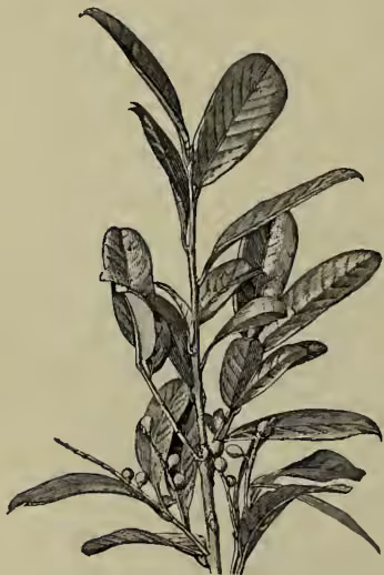 A detailed botanical illustration of a Common Cherry-Laurel (Prunus Laurocerasus). The drawing shows a woody stem with several large, ovate-lanceolate leaves. The leaves have prominent, finely serrated margins and a smooth, light-green surface. Small, oval-shaped fruits are shown growing in clusters from the leaf axils. The illustration is rendered in a classic woodcut or engraving style with fine lines and cross-hatching for texture and shading.