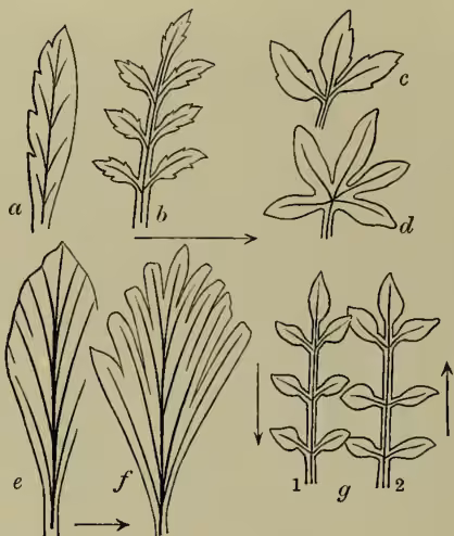 Figure 4: Diagrams illustrating the development of compound leaves. (a) shows a simple leaf developing into a compound leaf. (b) shows an imparipinnate leaf. (c) shows a trifoliate leaf. (d) shows a palmate leaf. (e) shows the development of pinnate leaves. (f) shows the development of pinnate leaves by tearing, with (1) basifugal and (2) basipetal directions.