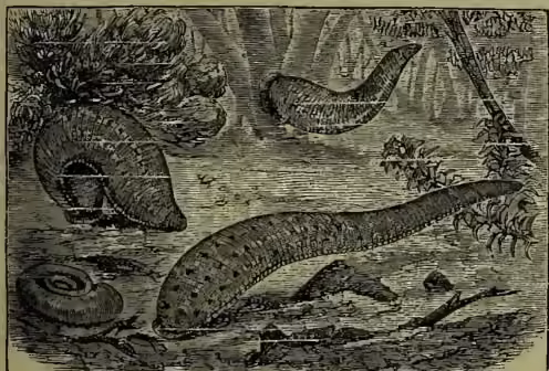 A detailed black and white illustration of a medicinal leech (Hirudo medicinalis) in its natural habitat. The leech is shown in a long, segmented, worm-like form, crawling over rocks and vegetation. Its body is dark with lighter, mottled patterns. The background includes a small pond or stream, some aquatic plants, and a large, coiled snail shell in the lower left corner. The illustration is rendered in a classic woodcut or engraving style.