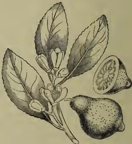A black and white botanical illustration of a lemon tree branch. The branch features several large, serrated leaves and clusters of small, bell-shaped flowers. To the right of the branch, there is a whole lemon and a cross-section of a lemon showing its internal segments and seeds.