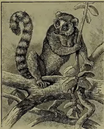 A detailed black and white illustration of a Ring-tailed Lemur (Lemur catta) perched on a tree branch. The lemur is shown in profile, facing right, with its long, bushy tail curled upwards. It has a large, expressive eye and a prominent, opposable thumb on its hand, which it uses to grip the branch. The background is a simple, textured representation of a tree trunk and some leaves.