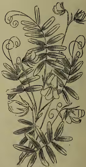 A detailed botanical illustration of a lentil plant (Ervum lens). The drawing shows a central stem with several pairs of pinnate leaves. Each leaf consists of two smaller leaflets. At the top of the stem, there are several small, delicate flowers and a developing seed pod (legume). The plant is shown in a natural, slightly reclining posture.