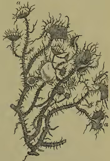 A detailed botanical illustration of Usnea barbata, a fruticose lichen. The drawing shows a central, woody-looking stem with numerous small, cup-shaped fructifications (asci) attached. Several larger, more complex structures are shown, some with long, thin, hair-like projections (setae) extending from them. The overall appearance is that of a small, bushy plant growing on a substrate.